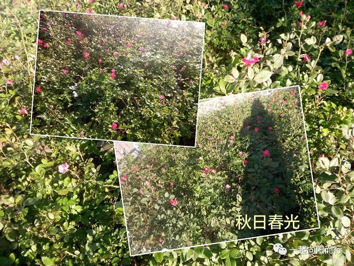 秋日春光 周艷麗.jpg